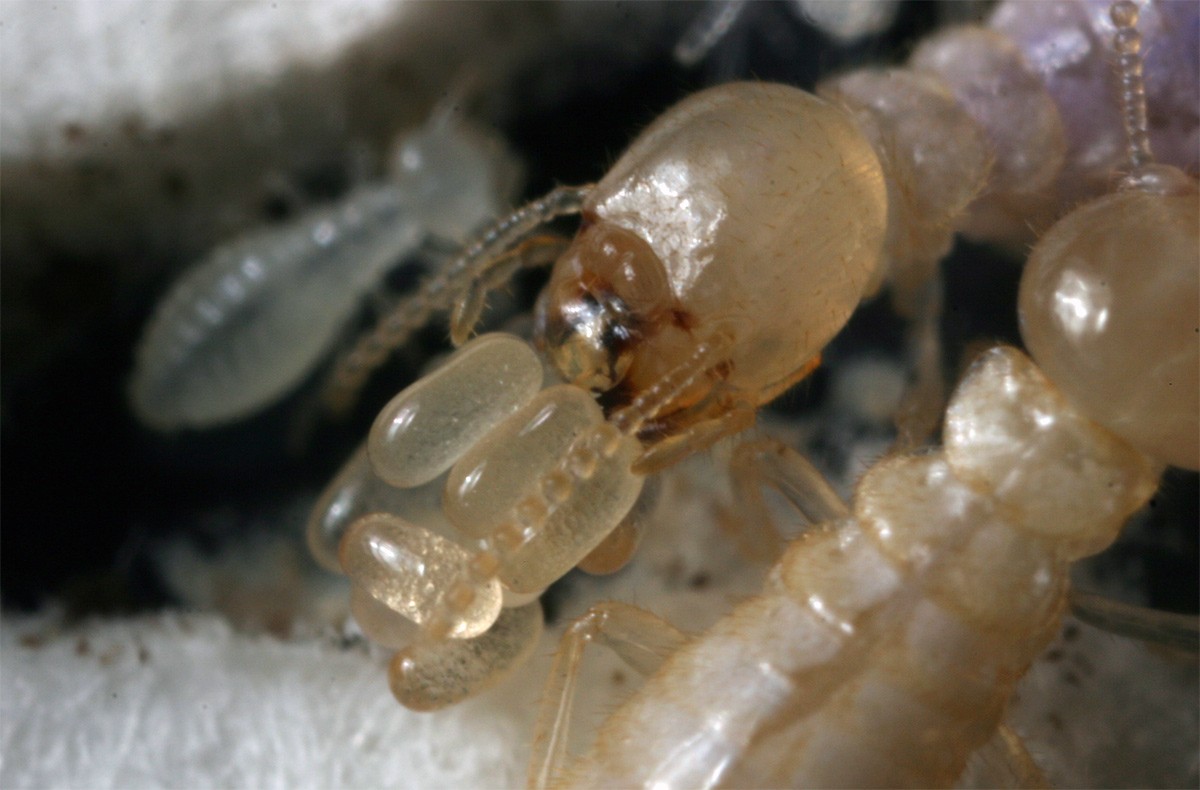 Photo B.Lamolie Termites, Bordeaux, Libourne, Créon, Saint André de Cubzac, Arcachon, Sauveterre de Guyenne, Rauzan, Langon, Andernos, Lège Cap Ferret