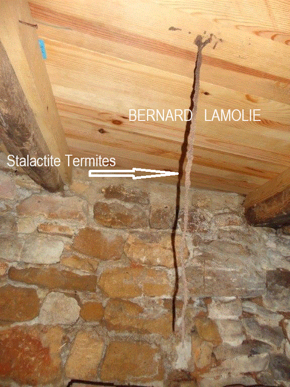 Galerie de termites ressemblant à un câble électrique