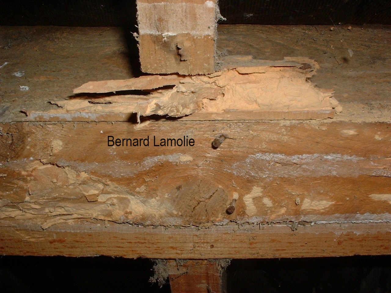 Dégâts causés par la larve de capricorne dans le bois